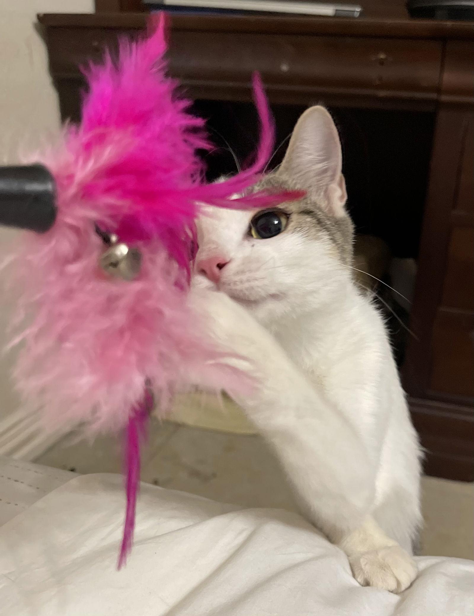 Dot Dot, a Adoptable mixed breed in Irving, TX image 2/3