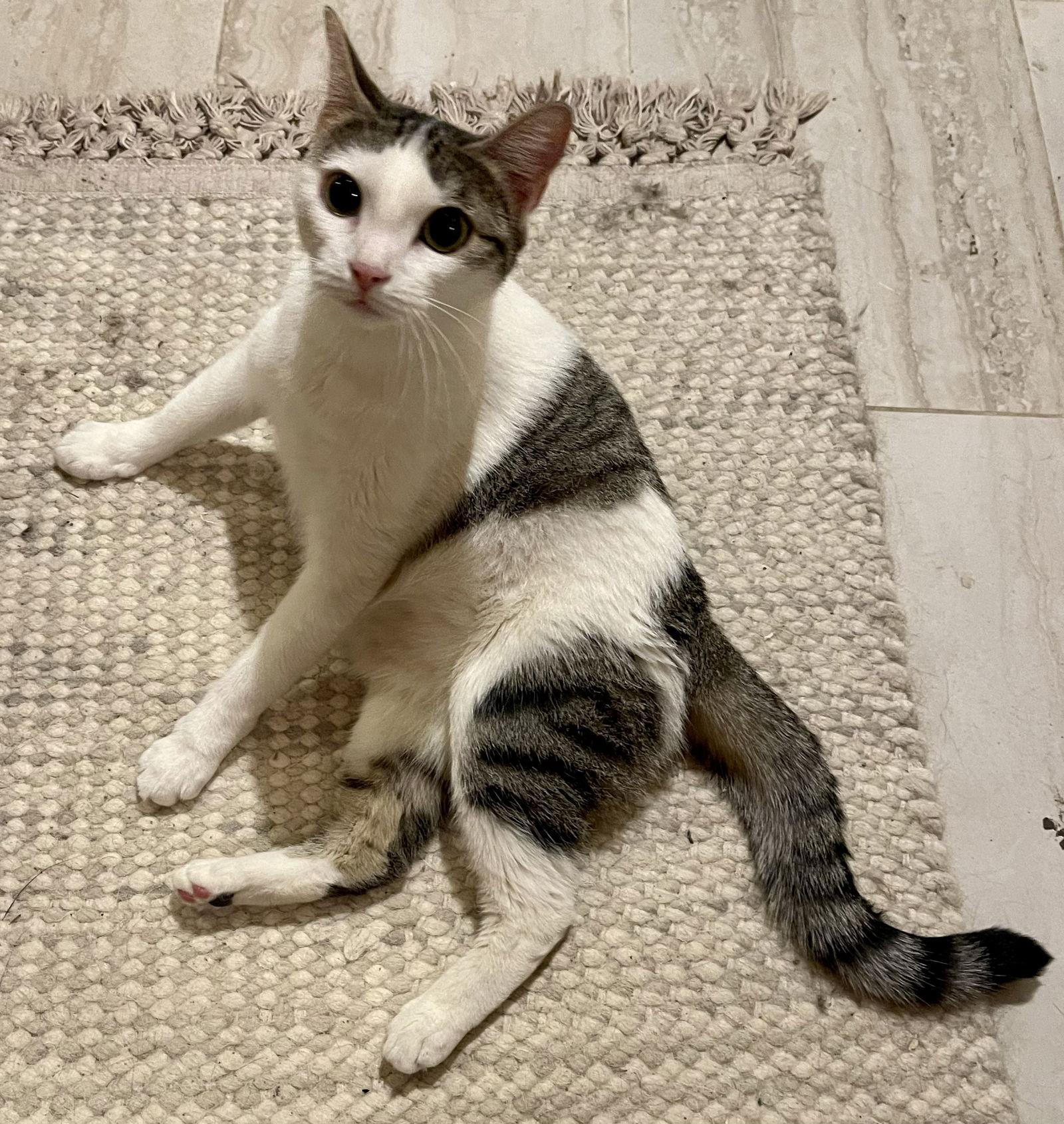 Dot Dot, a Adoptable mixed breed in Irving, TX image 3/3