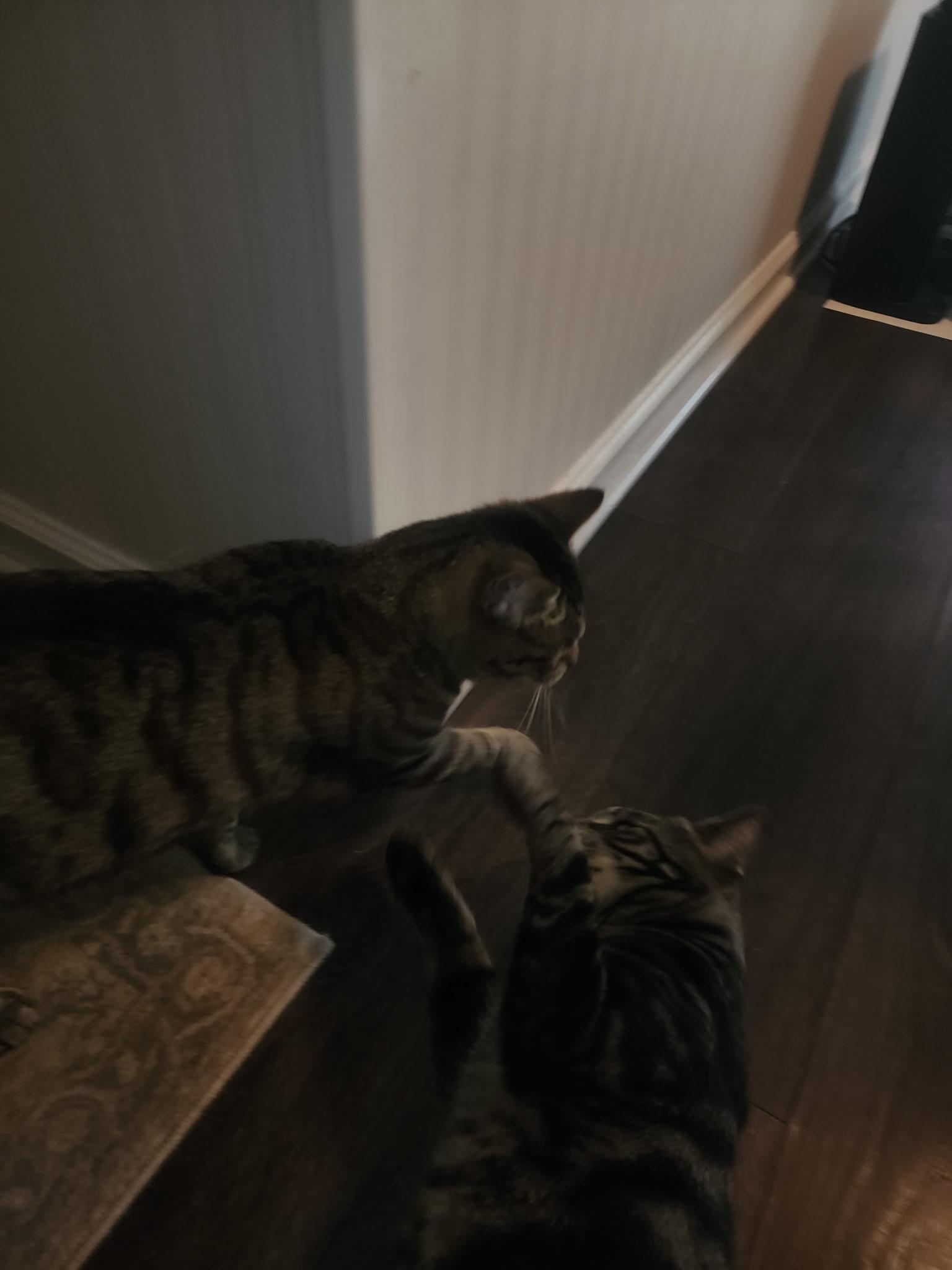 Enlarge Hot Lips & Hector, a ADOPTABLE Domestic Short Hair in Schenectady, NY image 6/6