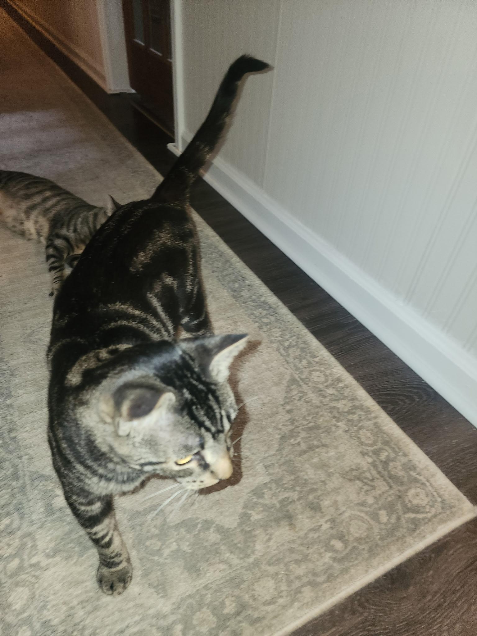 Enlarge Hot Lips & Hector, a ADOPTABLE Domestic Short Hair in Schenectady, NY image 2/6