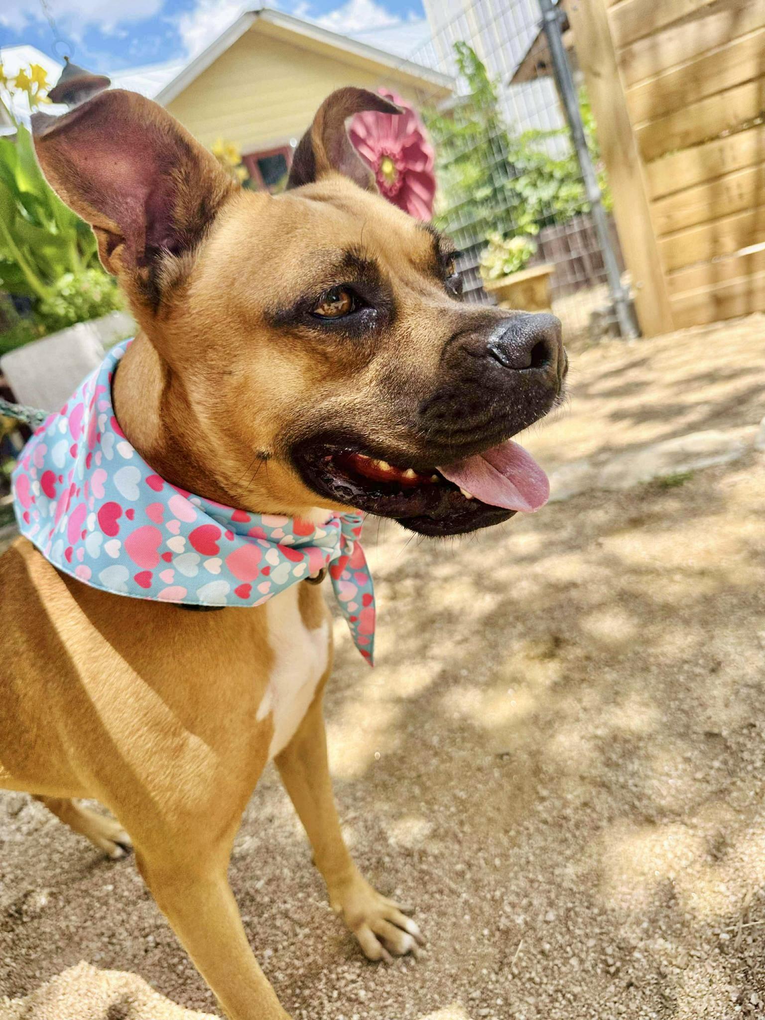 Newpy — thumbnail 2