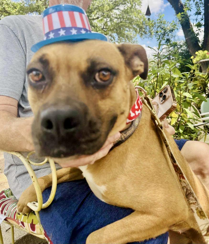 Newpy — thumbnail 4