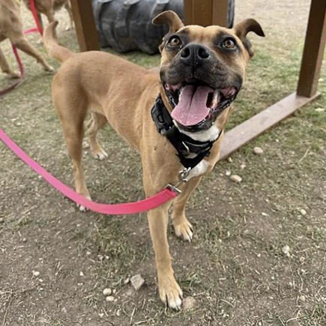 Newpy — thumbnail 5