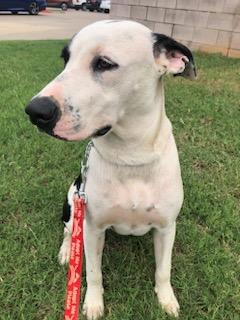 Enlarge Jackson Dwayne-JD, a Adoptable mixed breed in Gilmer, TX image 1/6