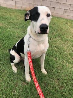 Jackson Dwayne-JD, a Adoptable mixed breed in Gilmer, TX image 1/6