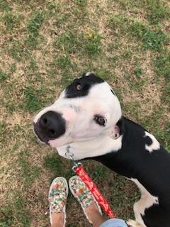 Jackson Dwayne-JD, a Adoptable mixed breed in Gilmer, TX image 2/6