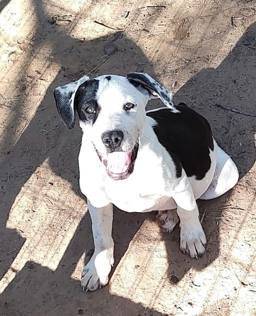 Enlarge Jackson Dwayne-JD, a Adoptable mixed breed in Gilmer, TX image 3/6