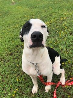 Jackson Dwayne-JD, a Adoptable mixed breed in Gilmer, TX image 3/6