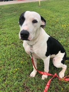 Enlarge Jackson Dwayne-JD, a Adoptable mixed breed in Gilmer, TX image 4/6