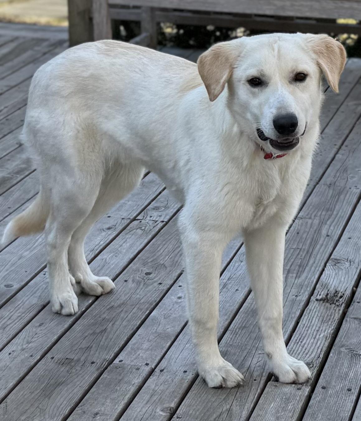 Luke, adopted, Puppy Male Yellow Labrador Retriever.
