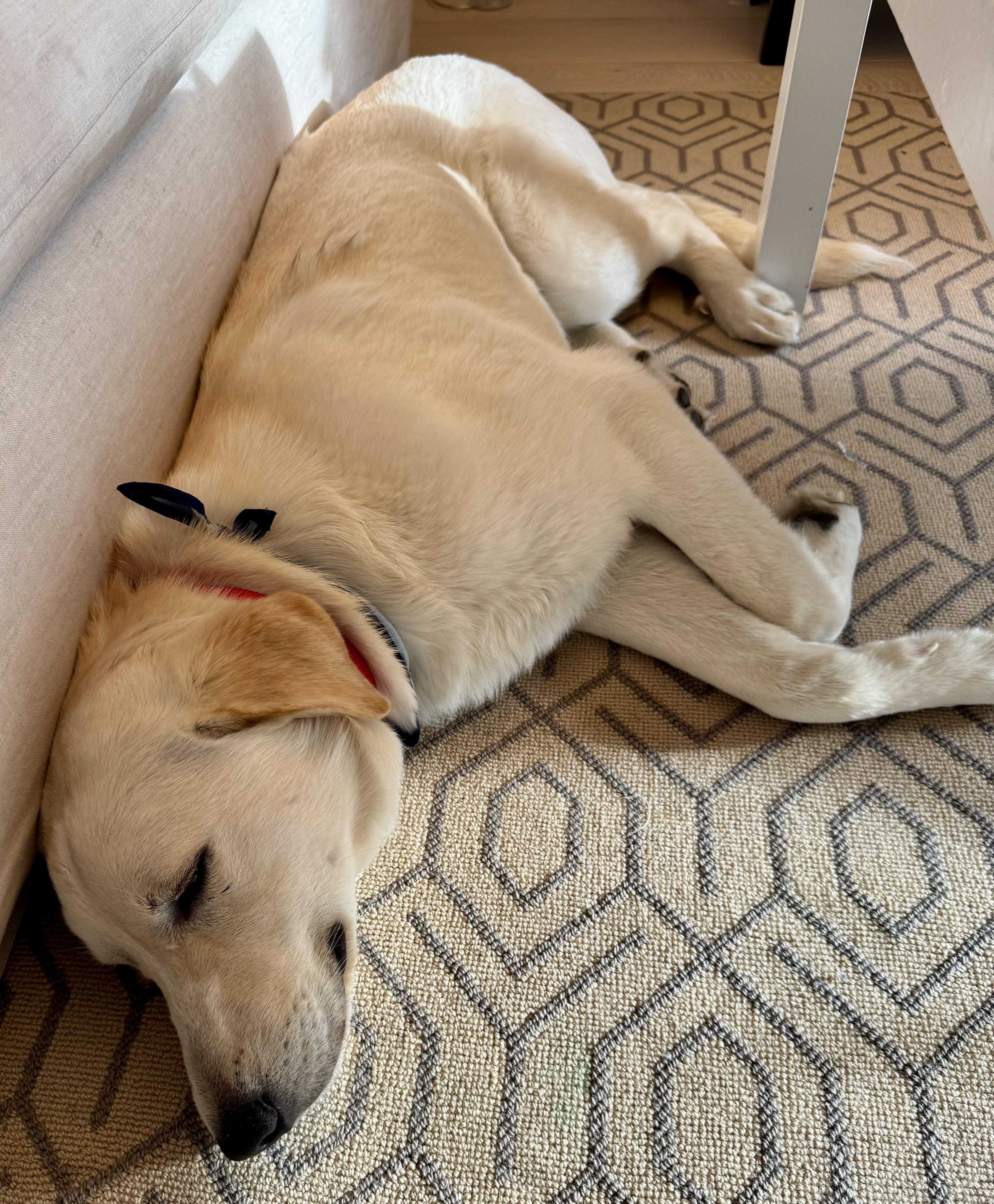 Enlarge Luke, an adopted mixed breed in Baltimore , MD image 6/6