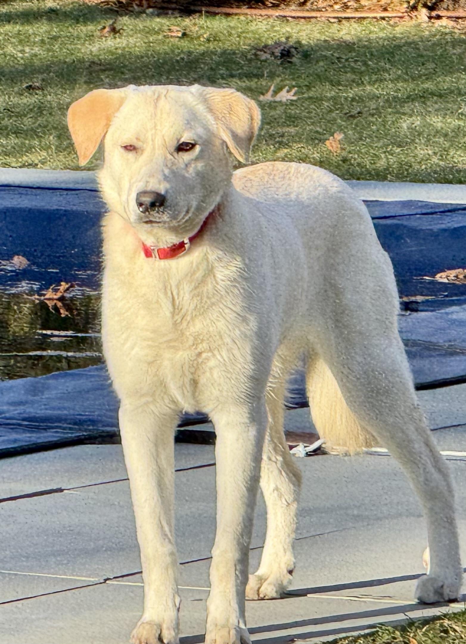 Enlarge Luke, an adopted mixed breed in Baltimore , MD image 2/6