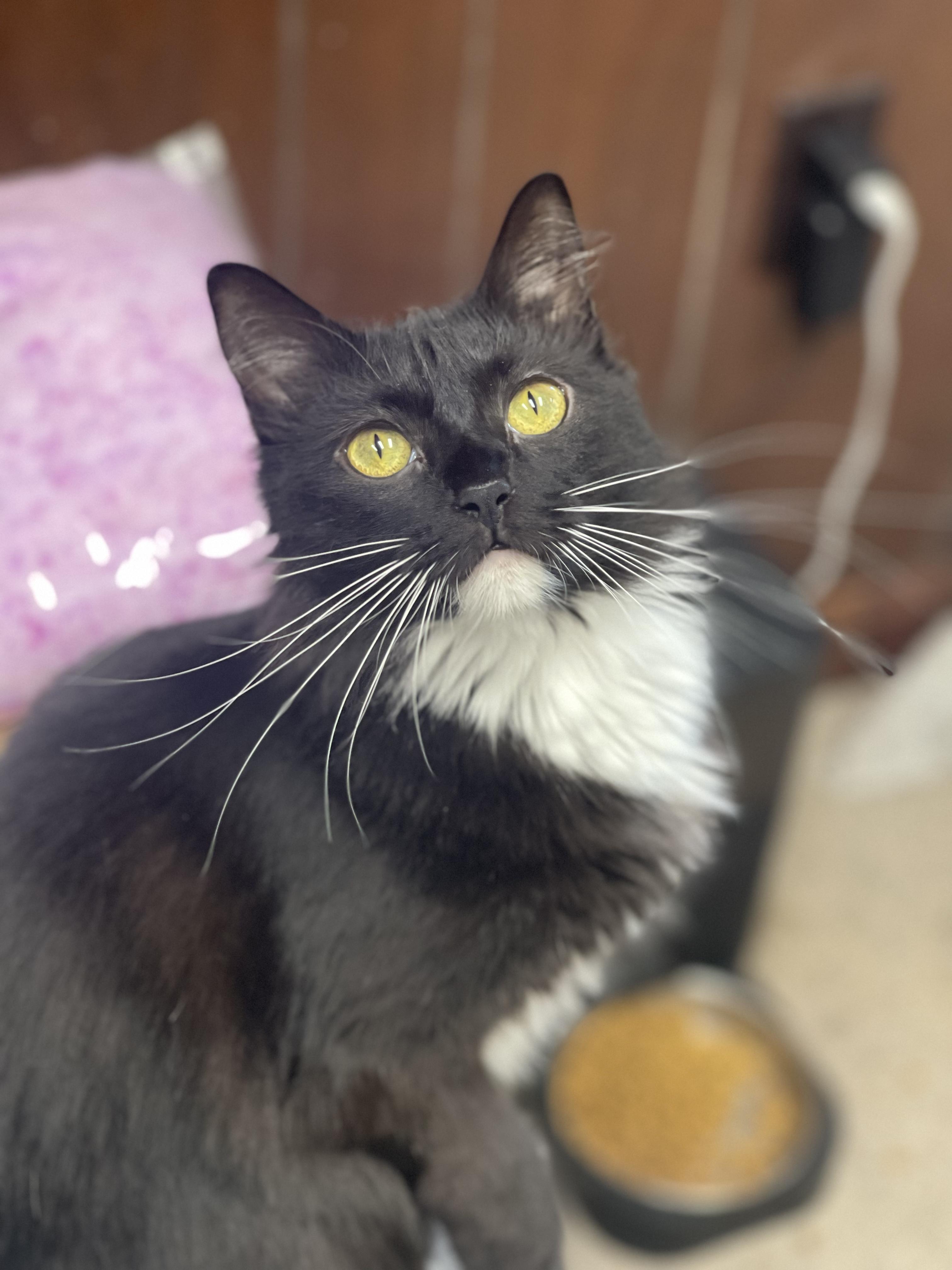 Jingle Bell, a Adoptable Domestic Medium Hair image 3/5