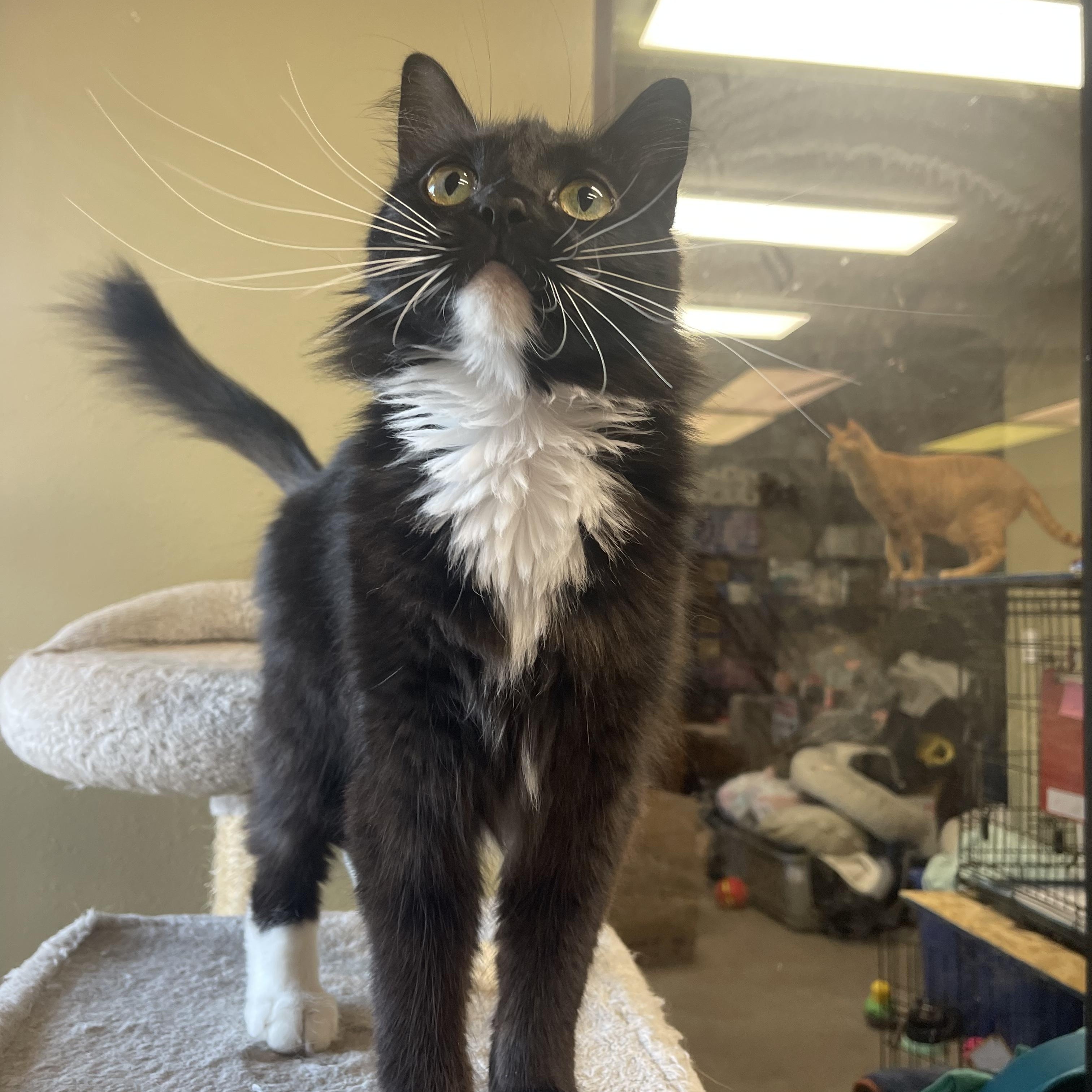Jingle Bell, Adoptable, Adult Female Domestic Medium Hair.