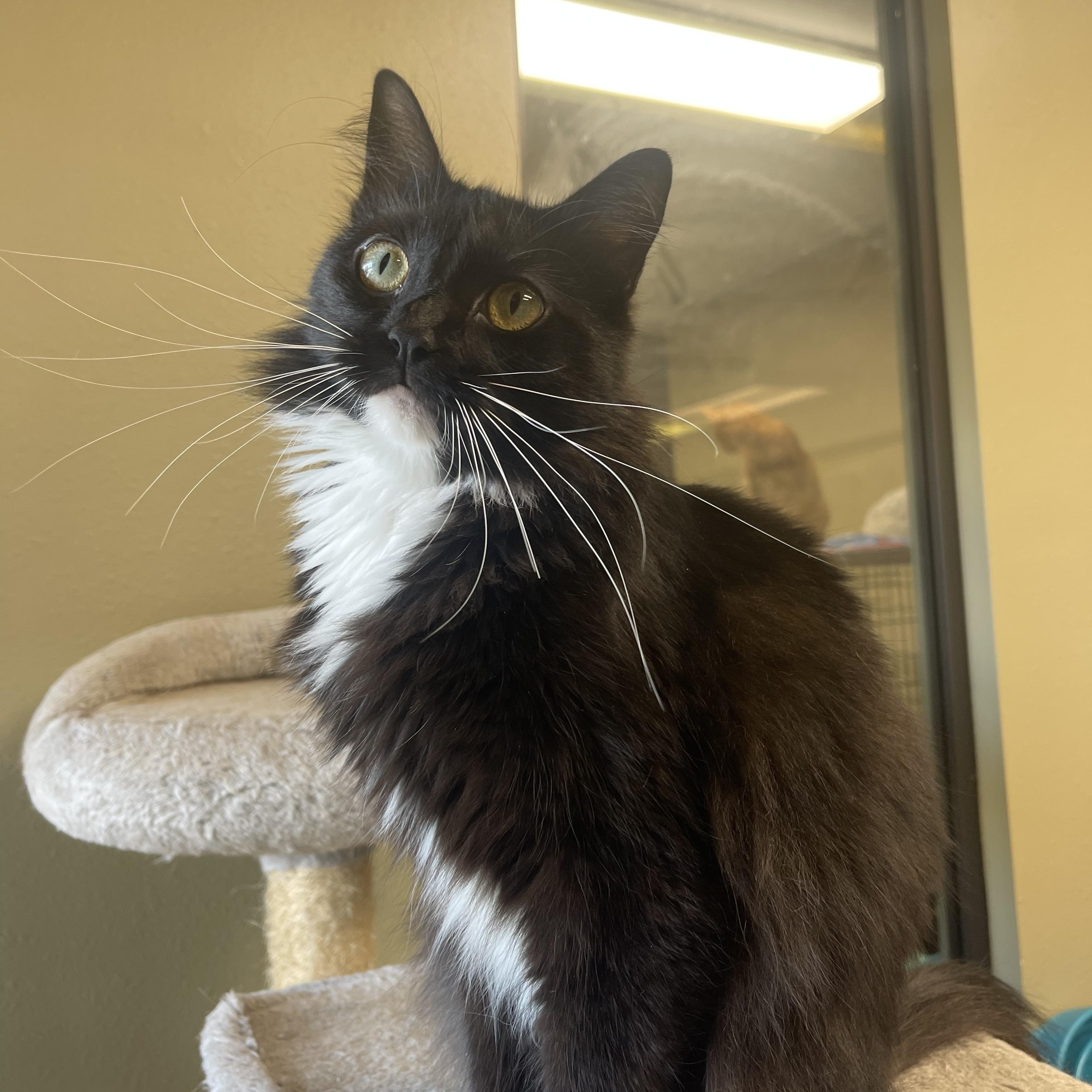 Jingle Bell, a Adoptable Domestic Medium Hair image 5/5