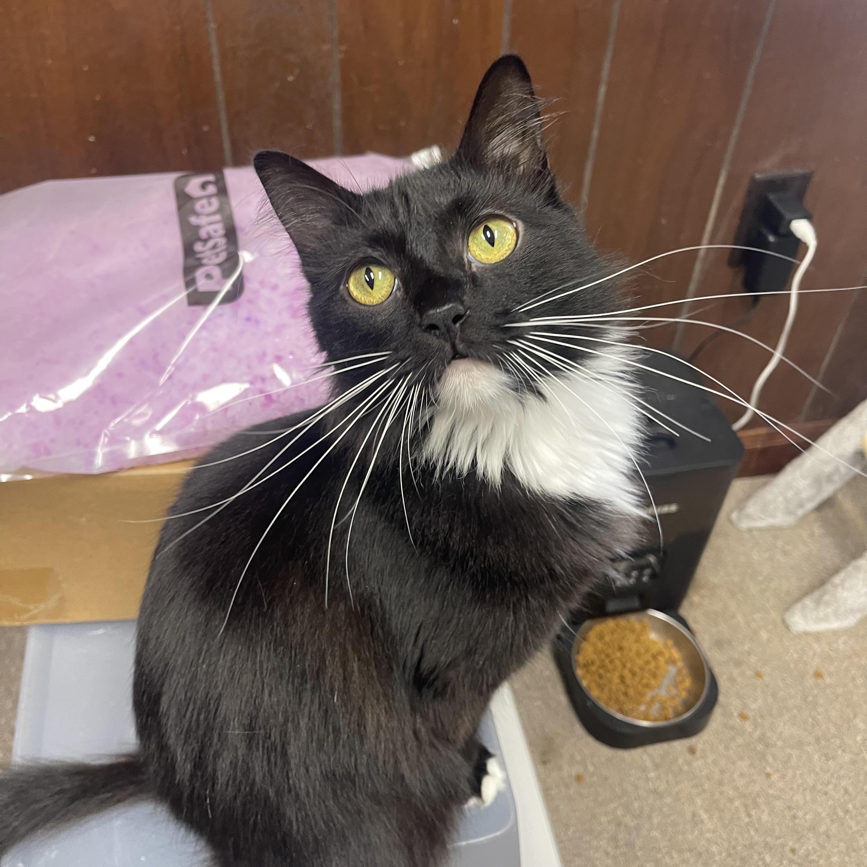 Jingle Bell, a Adoptable Domestic Medium Hair image 2/5