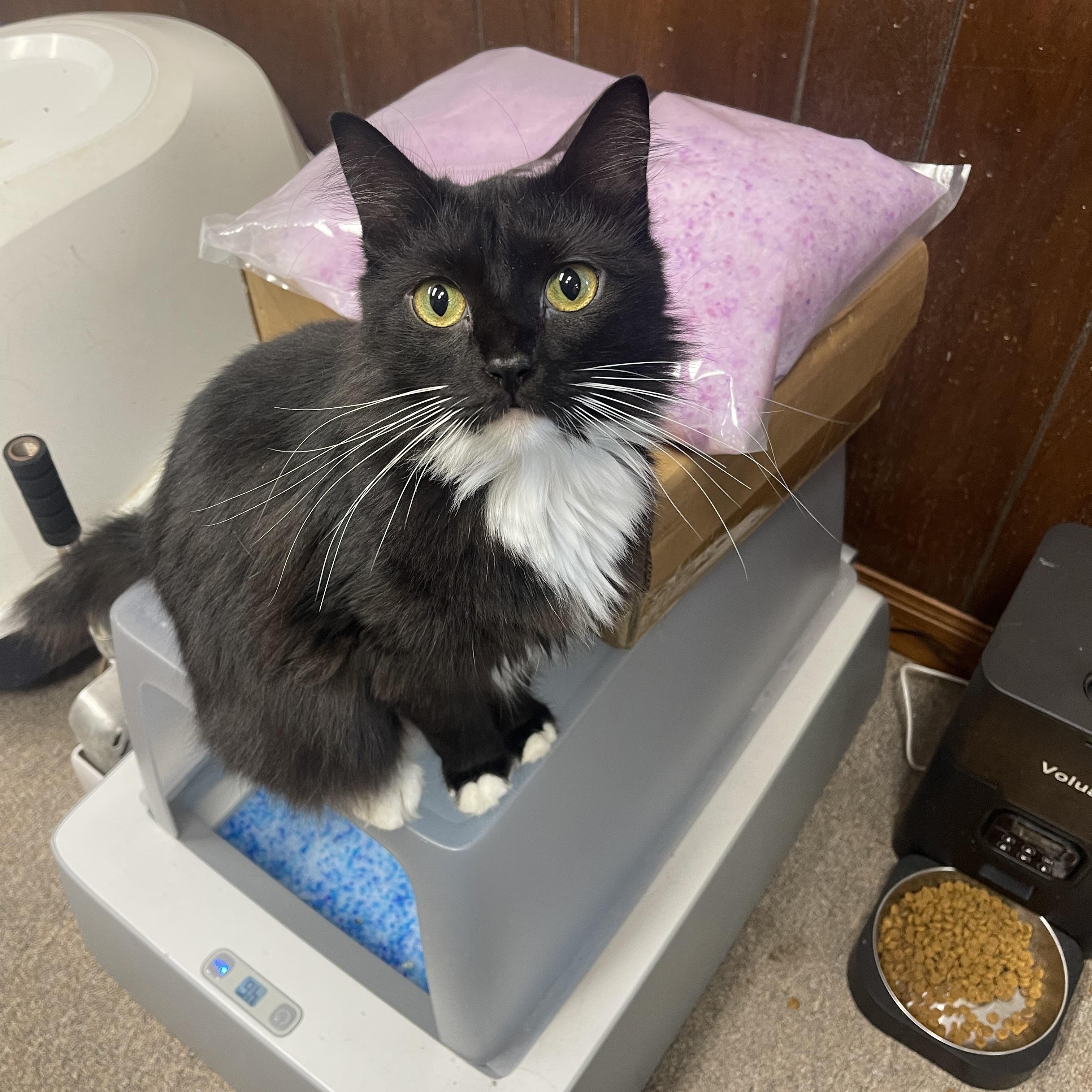 Jingle Bell, a Adoptable Domestic Medium Hair image 4/5