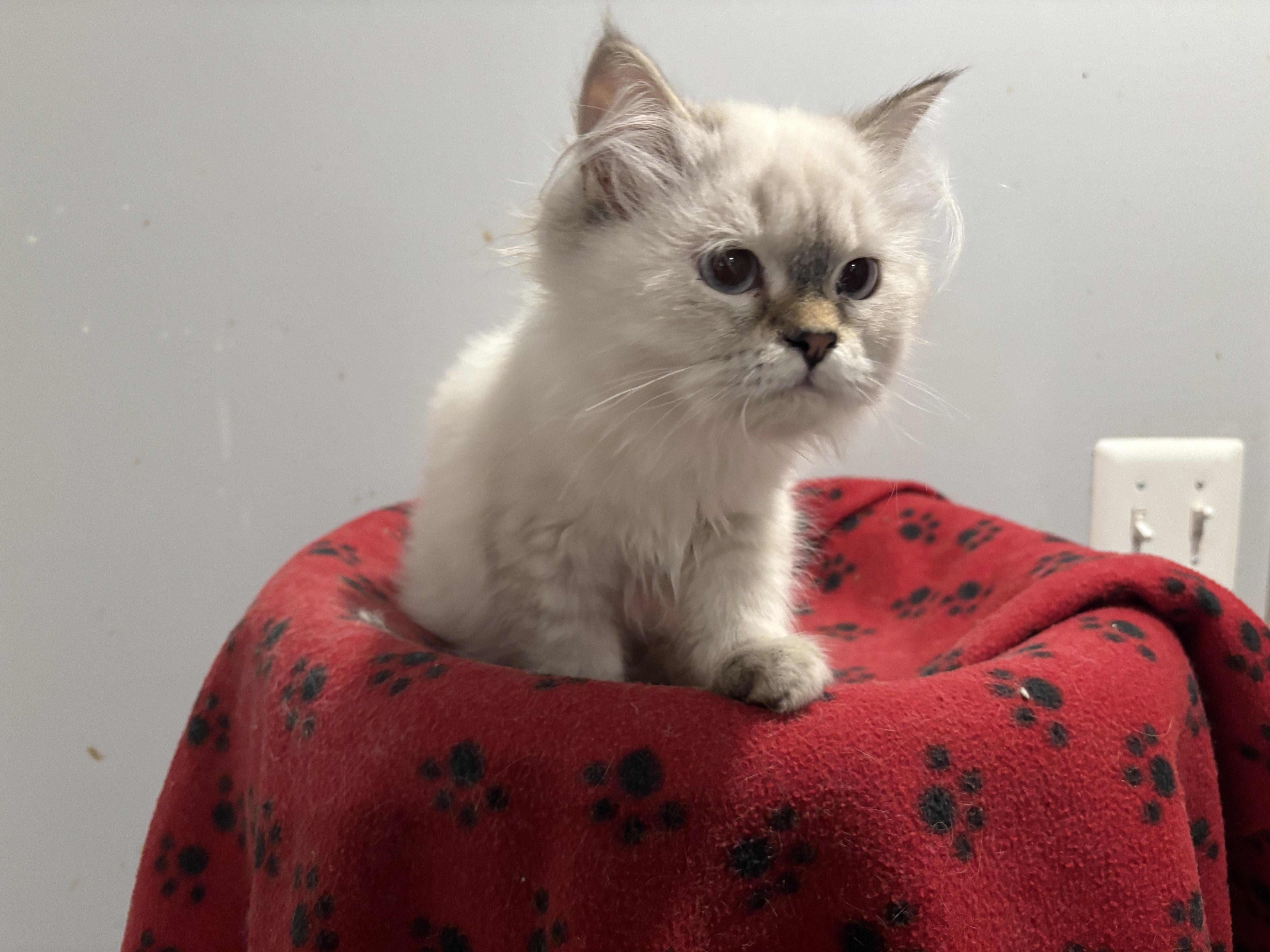 Daysam and Oreo (Himalayan kittens)