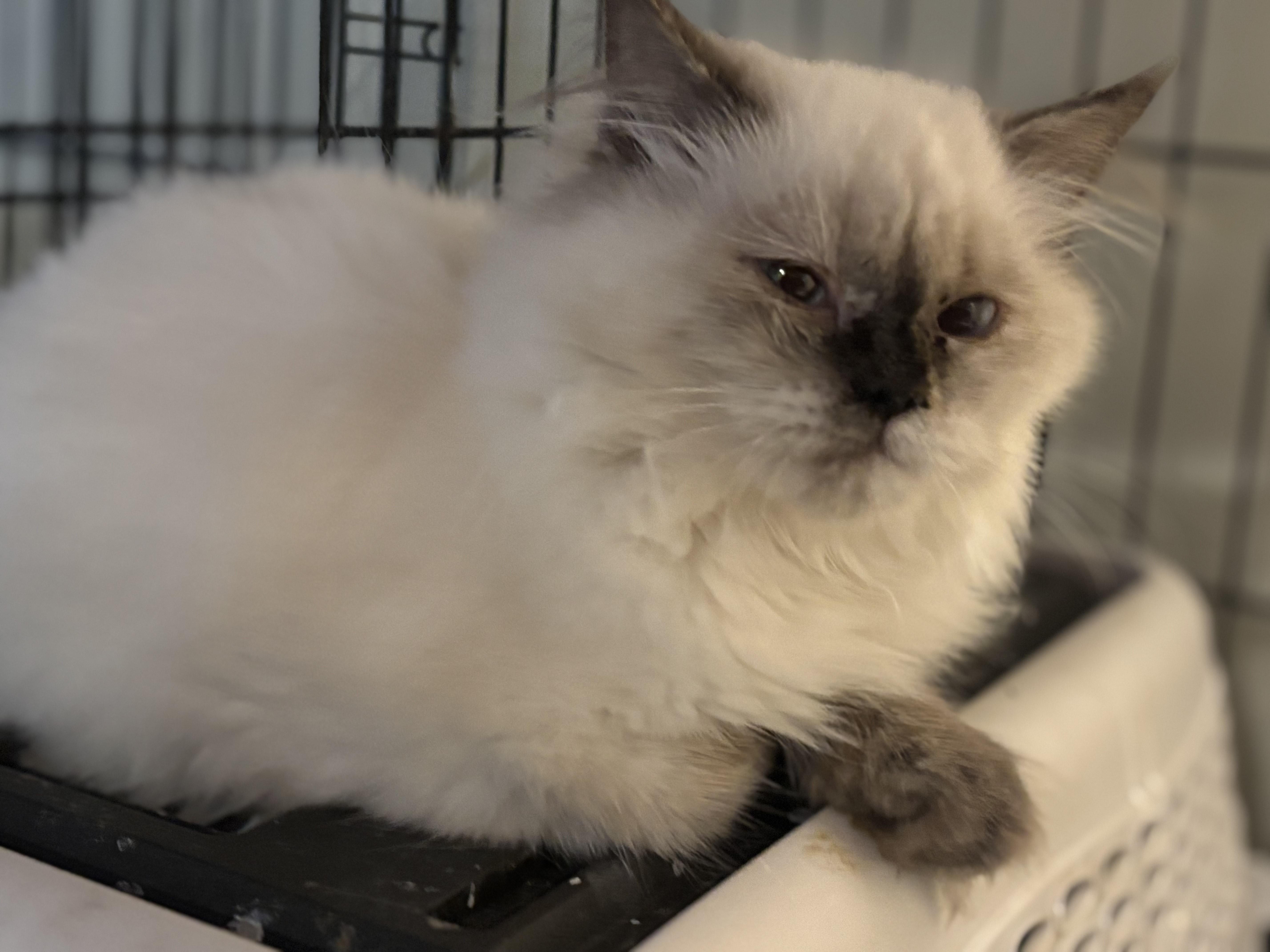 Daysam and Oreo (Himalayan kittens)