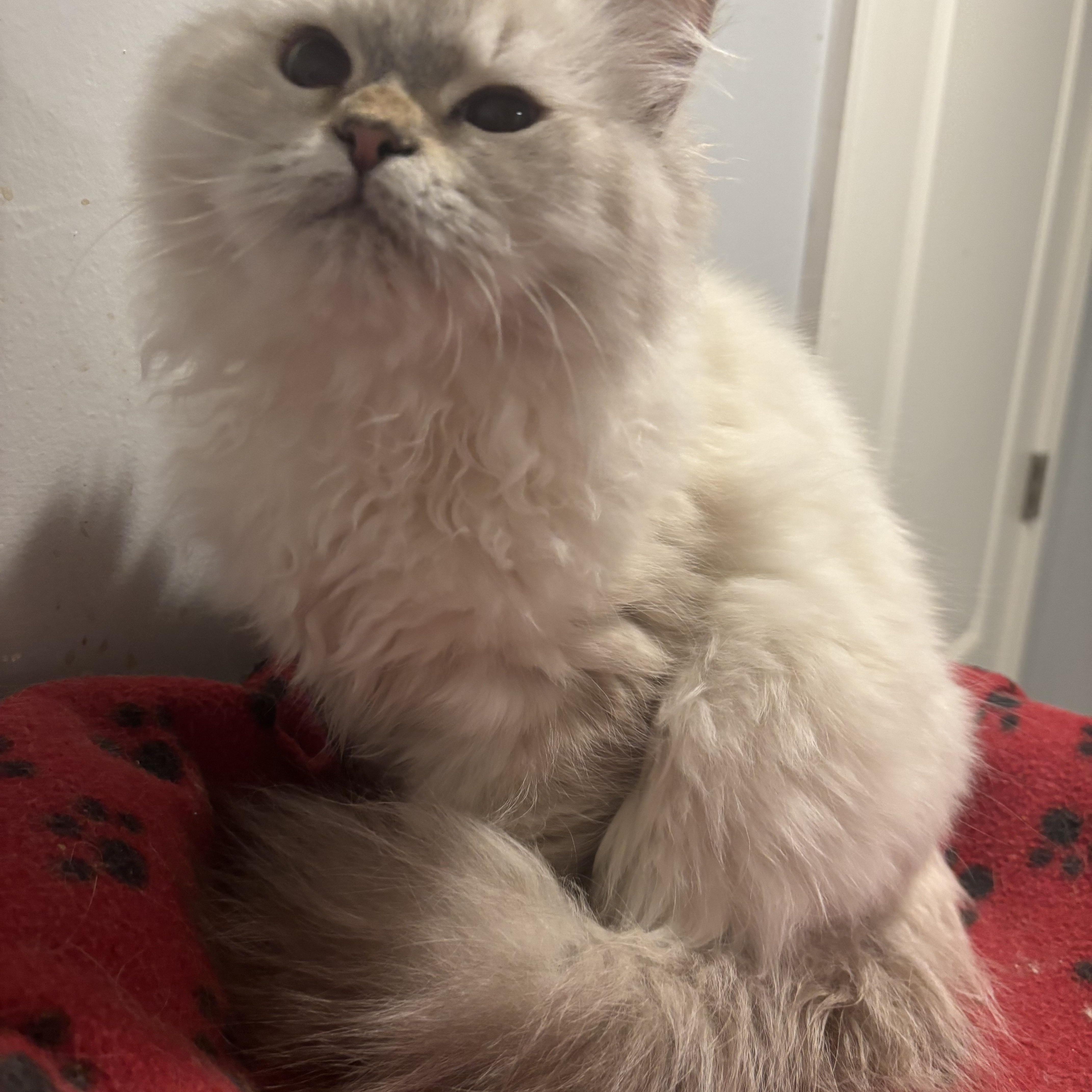 Daysam and Oreo (Himalayan kittens)