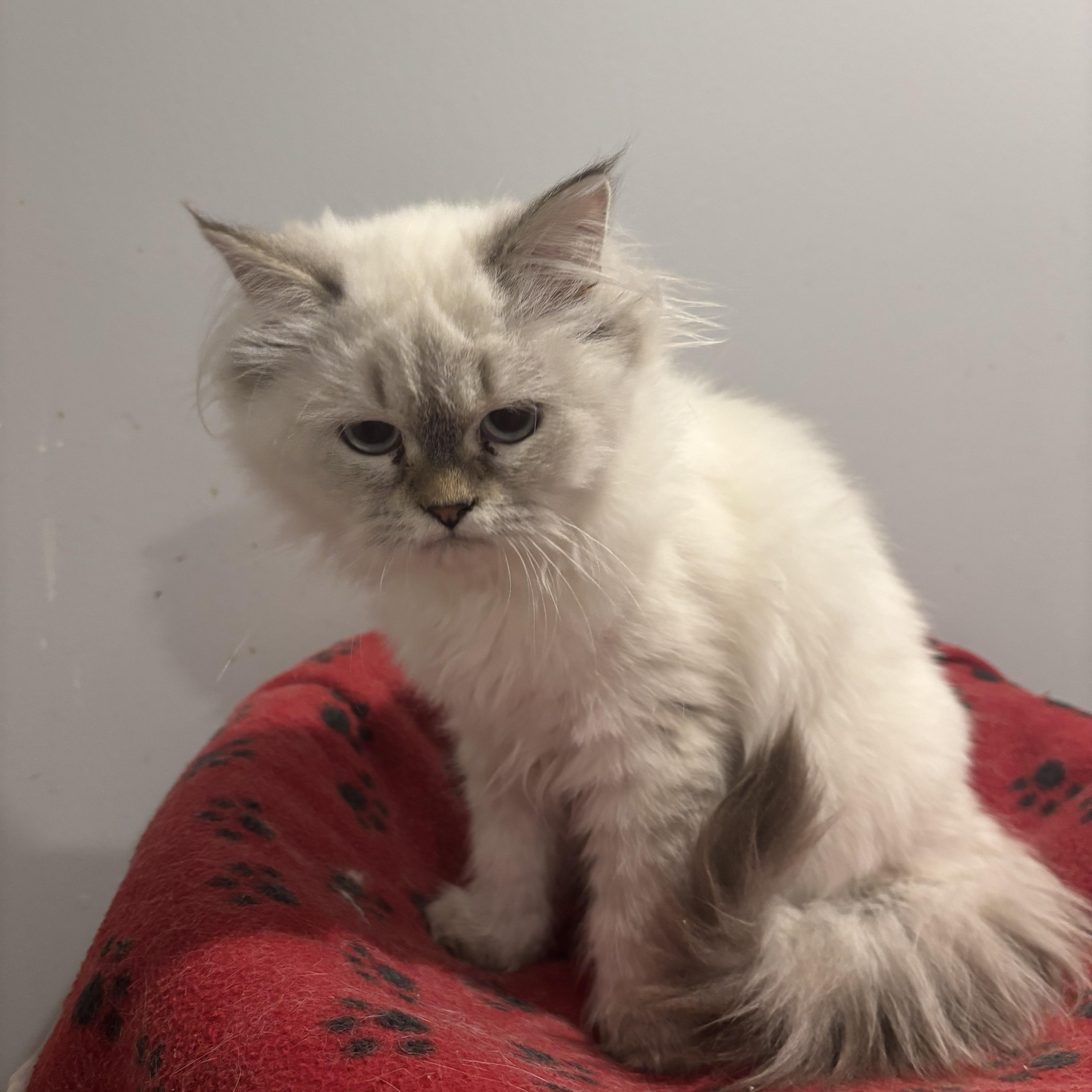 Daysam and Oreo (Himalayan kittens)