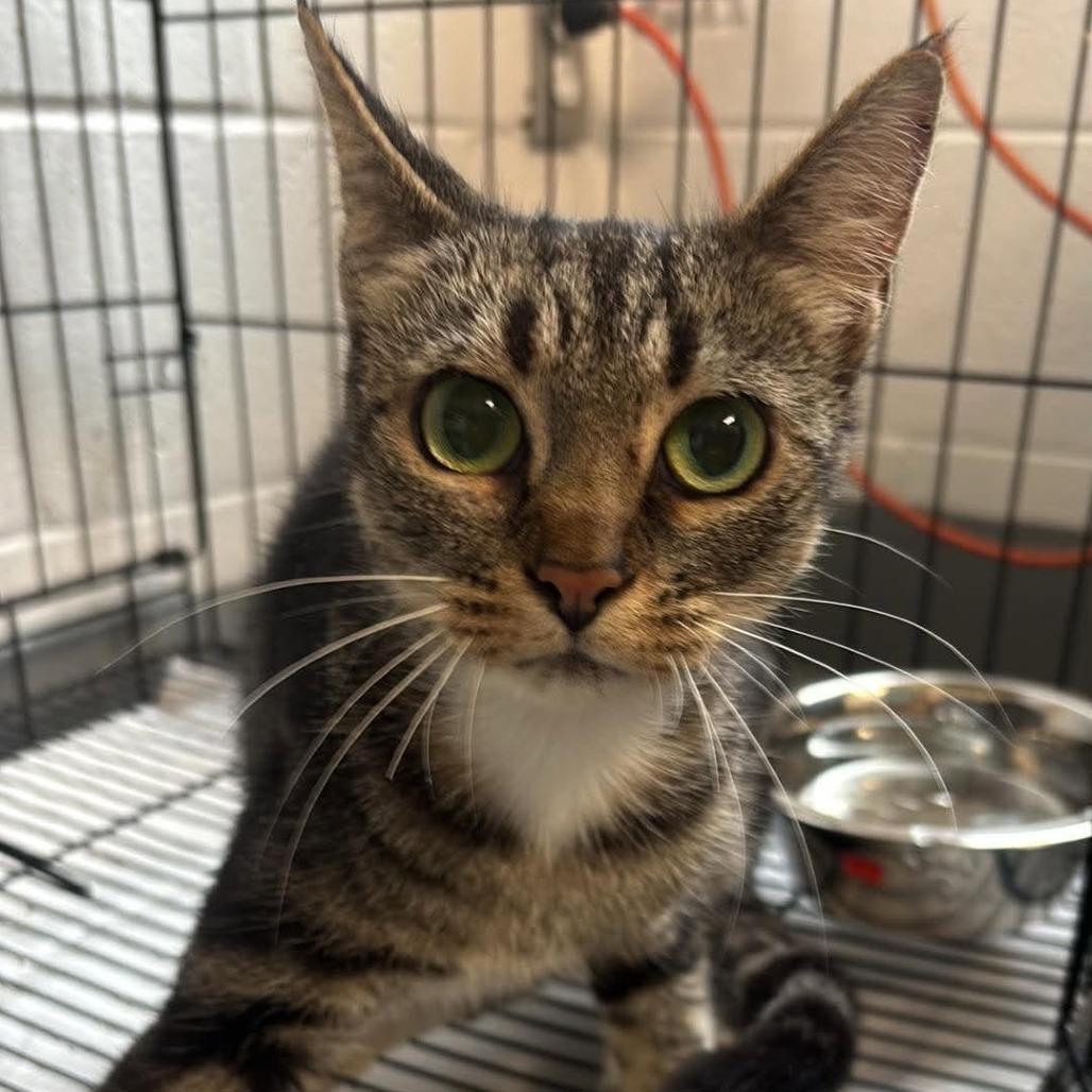 Loren, Adoptable, Young Female Domestic Short Hair.