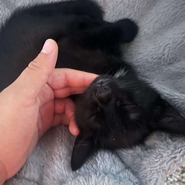 Juju 3, Adoptable, Kitten Female Domestic Short Hair.