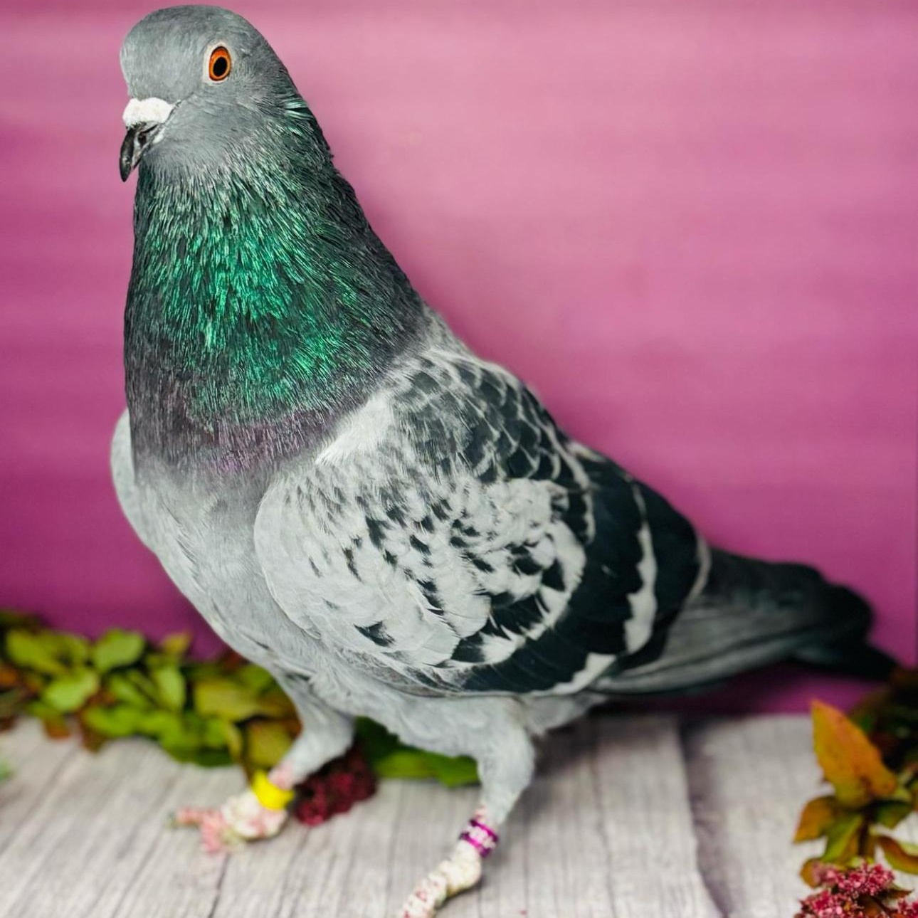 Change, Adoptable, Adult Male Pigeon.