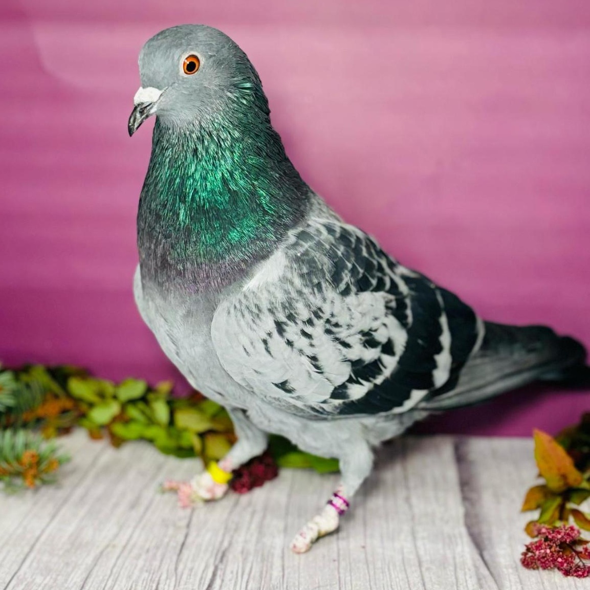 Enlarge Change, a Adoptable Pigeon in Chicago, IL image 2/5