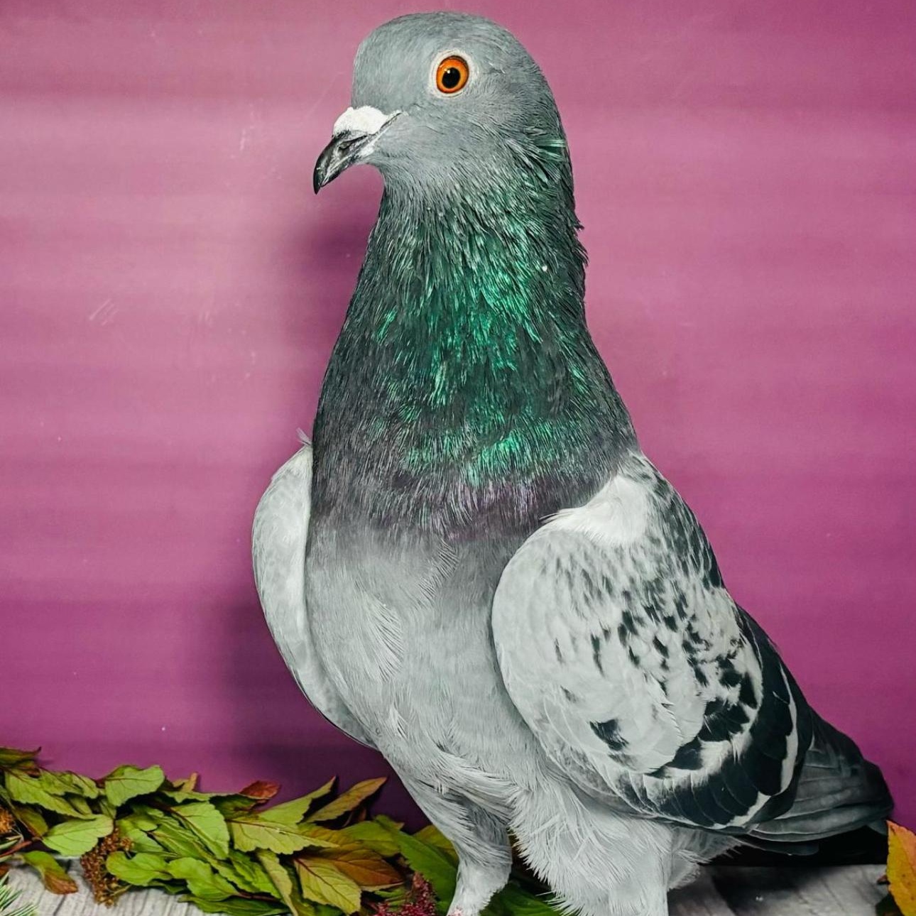 Enlarge Change, a Adoptable Pigeon in Chicago, IL image 3/5