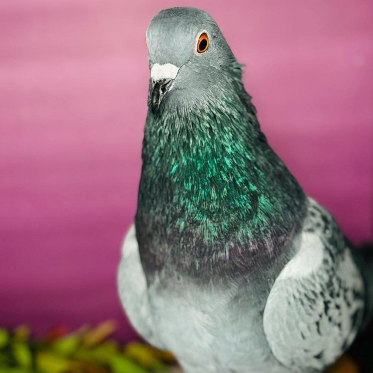 Enlarge Change, a Adoptable Pigeon in Chicago, IL image 4/5