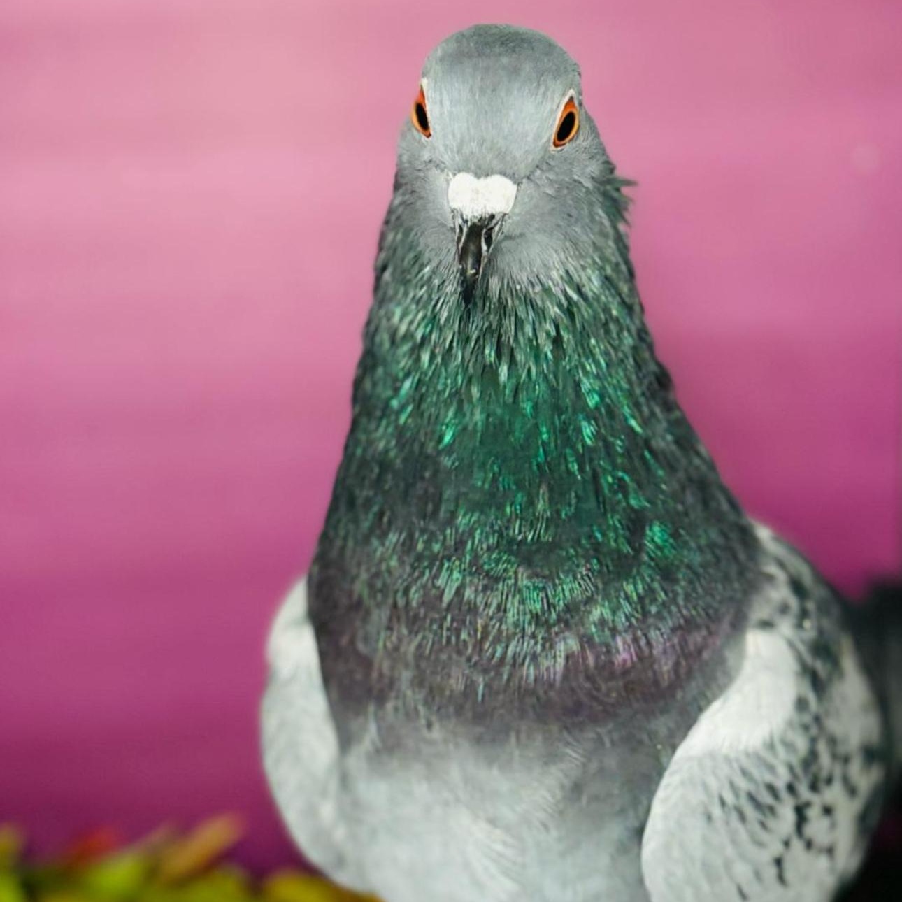 Enlarge Change, a Adoptable Pigeon in Chicago, IL image 5/5