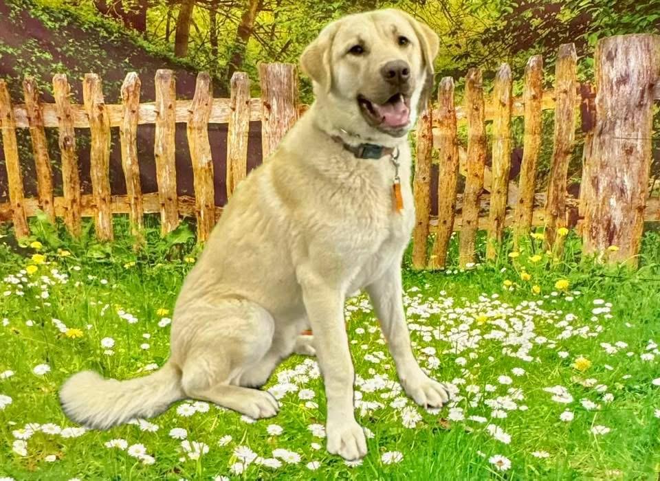 Gus, adopted, Young Male Great Pyrenees & Labrador Retriever.
