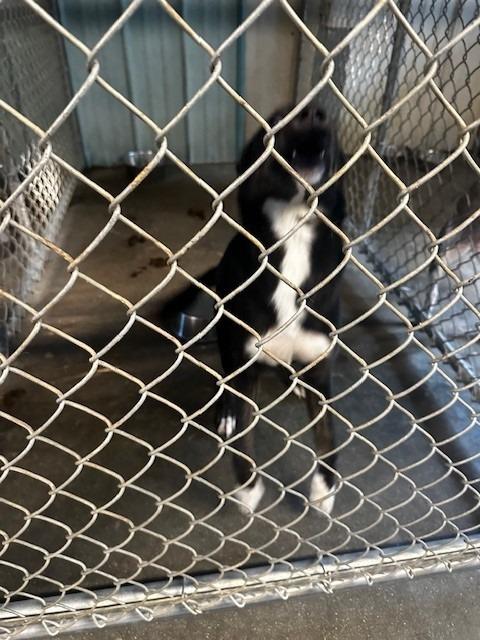 Robin, Adoptable, Young Female Cattle Dog & Husky.