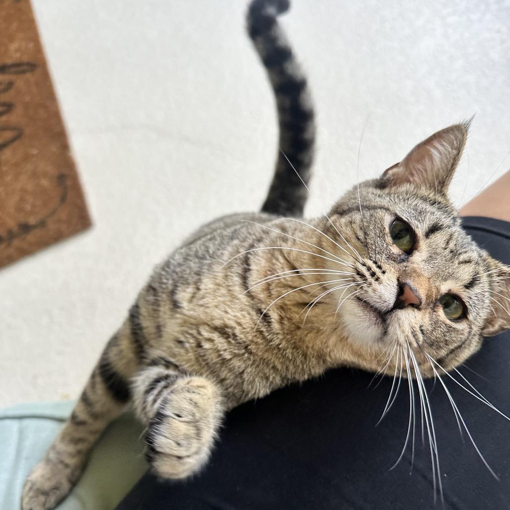 Felix, Adoptable, Young Male Domestic Short Hair.