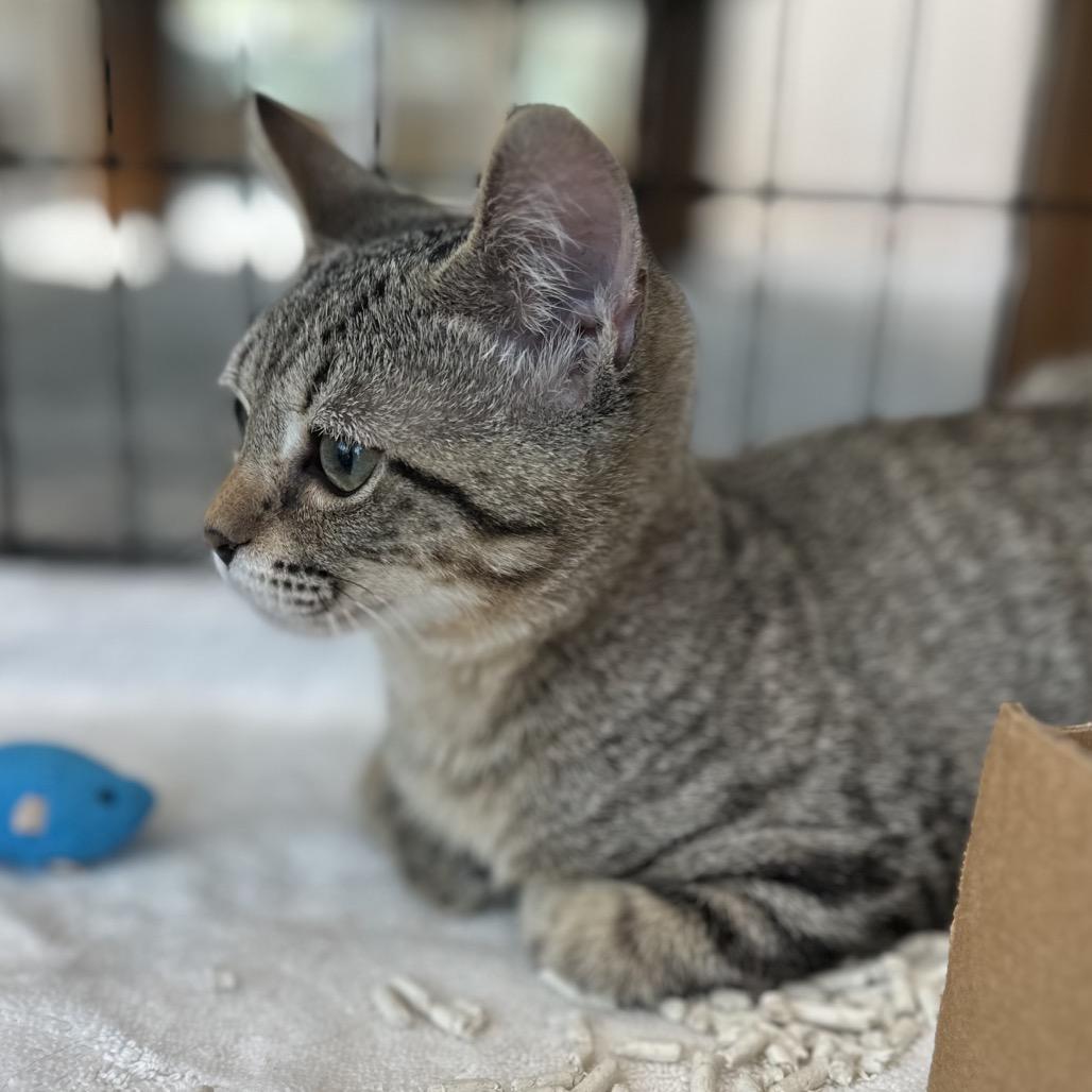 Felix, Adoptable, Young Male Domestic Short Hair.