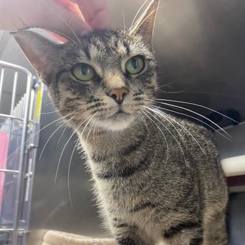 Aleera, Adoptable, Young Female Domestic Short Hair.