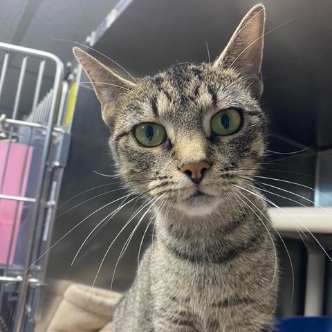 Enlarge Aleera, a Adoptable Domestic Short Hair in Newport, NC image 2/6