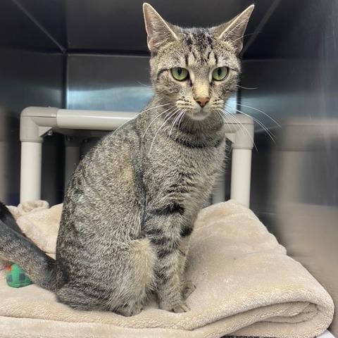 Enlarge Aleera, a Adoptable Domestic Short Hair in Newport, NC image 4/6