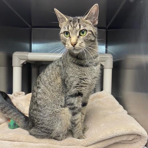 Enlarge Aleera, a Adoptable Domestic Short Hair in Newport, NC image 5/6