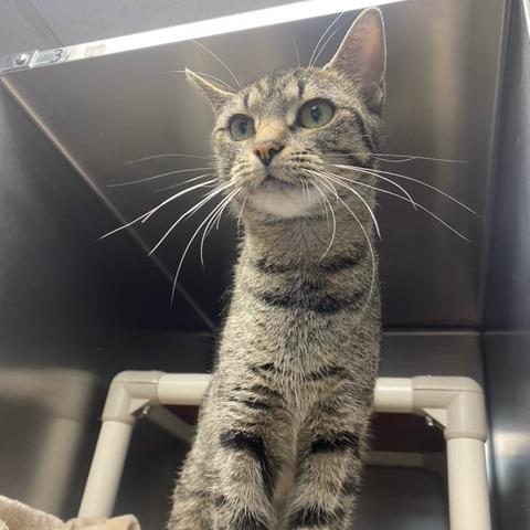 Enlarge Aleera, a Adoptable Domestic Short Hair in Newport, NC image 6/6