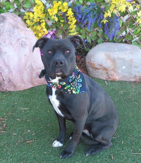 Enlarge MAVIS, a Adoptable mixed breed in Oklahoma City, OK image 1/1