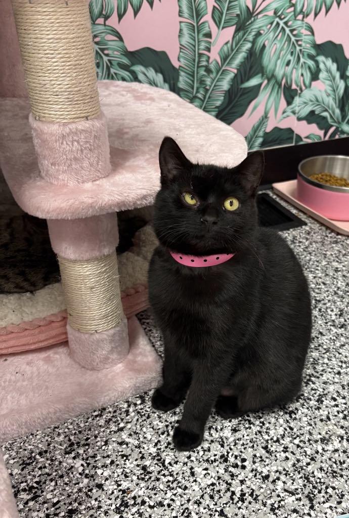 Enlarge Midnight, a ADOPTABLE Domestic Short Hair in Cortland, OH image 6/6
