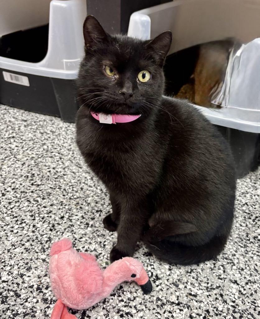 Enlarge Midnight, a ADOPTABLE Domestic Short Hair in Cortland, OH image 3/6
