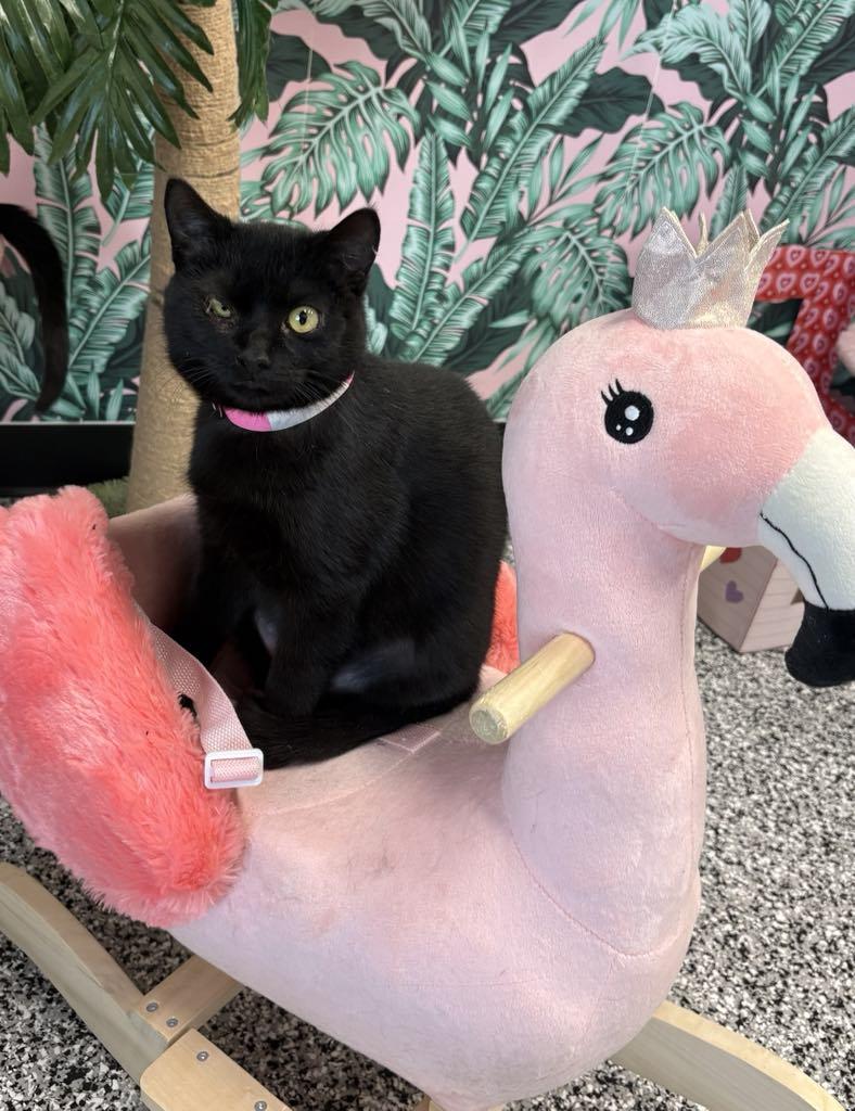 Enlarge Midnight, a ADOPTABLE Domestic Short Hair in Cortland, OH image 2/6