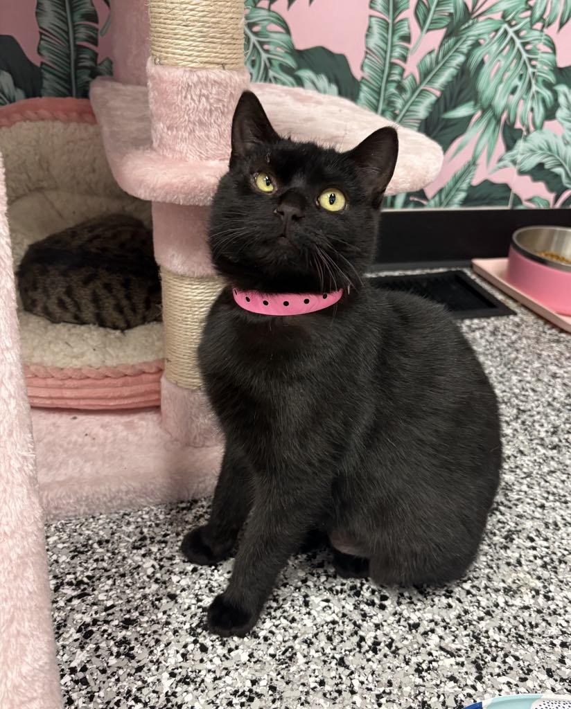 Enlarge Midnight, a ADOPTABLE Domestic Short Hair in Cortland, OH image 1/6