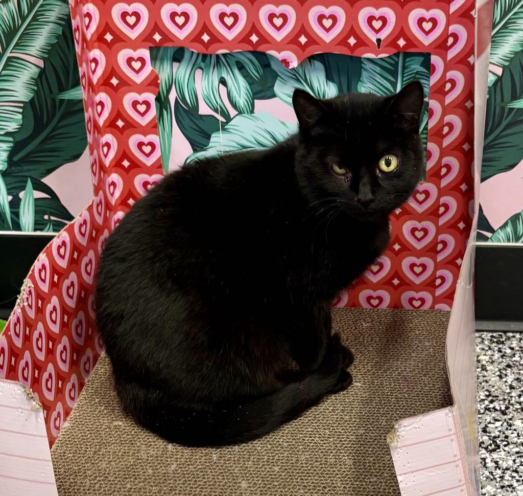 Enlarge Midnight, a ADOPTABLE Domestic Short Hair in Cortland, OH image 5/6