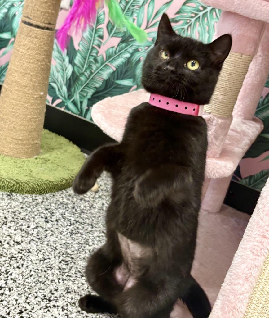 Enlarge Midnight, a ADOPTABLE Domestic Short Hair in Cortland, OH image 4/6