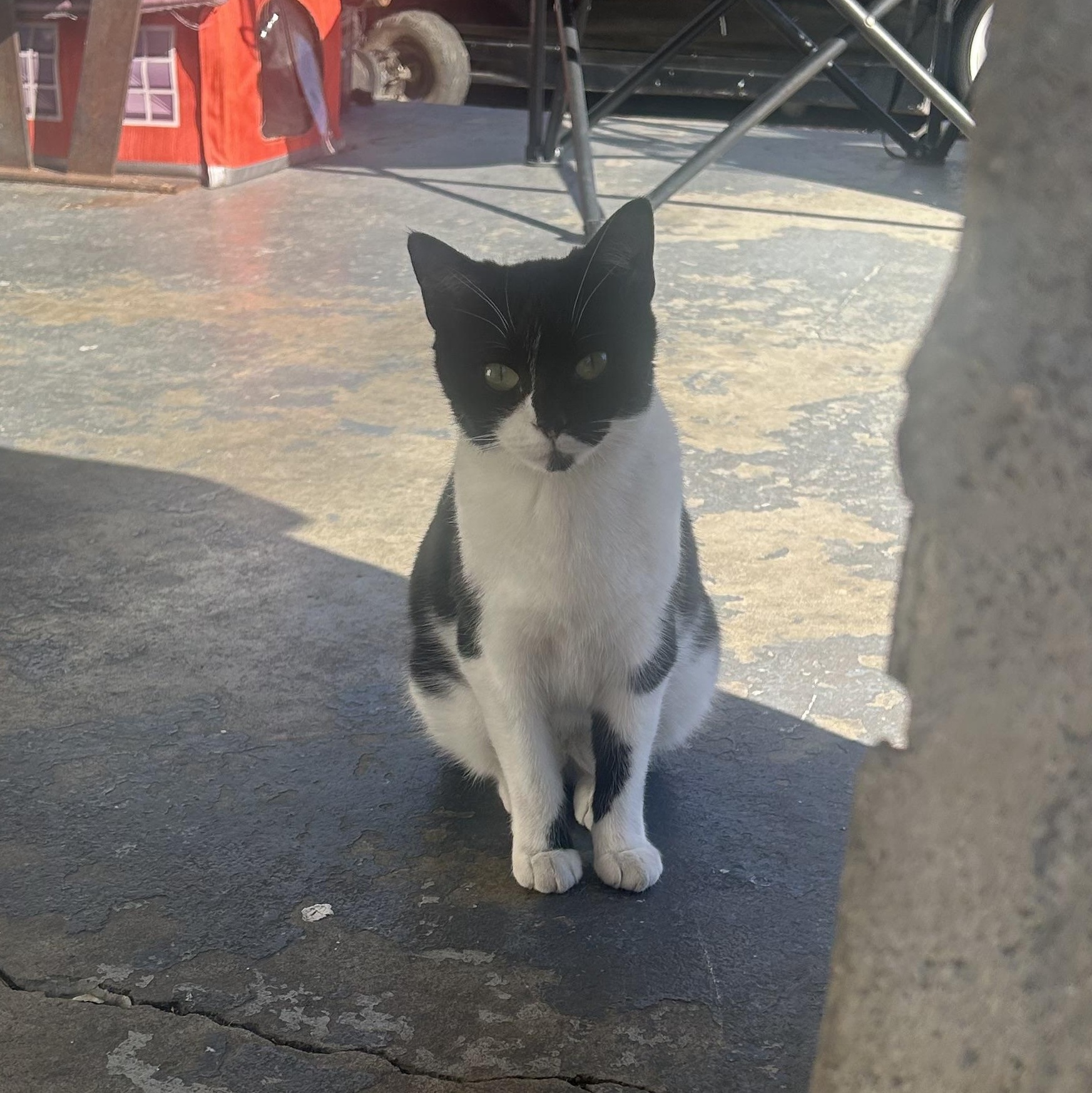 Sonata , ADOPTABLE, Adult Female Domestic Short Hair.