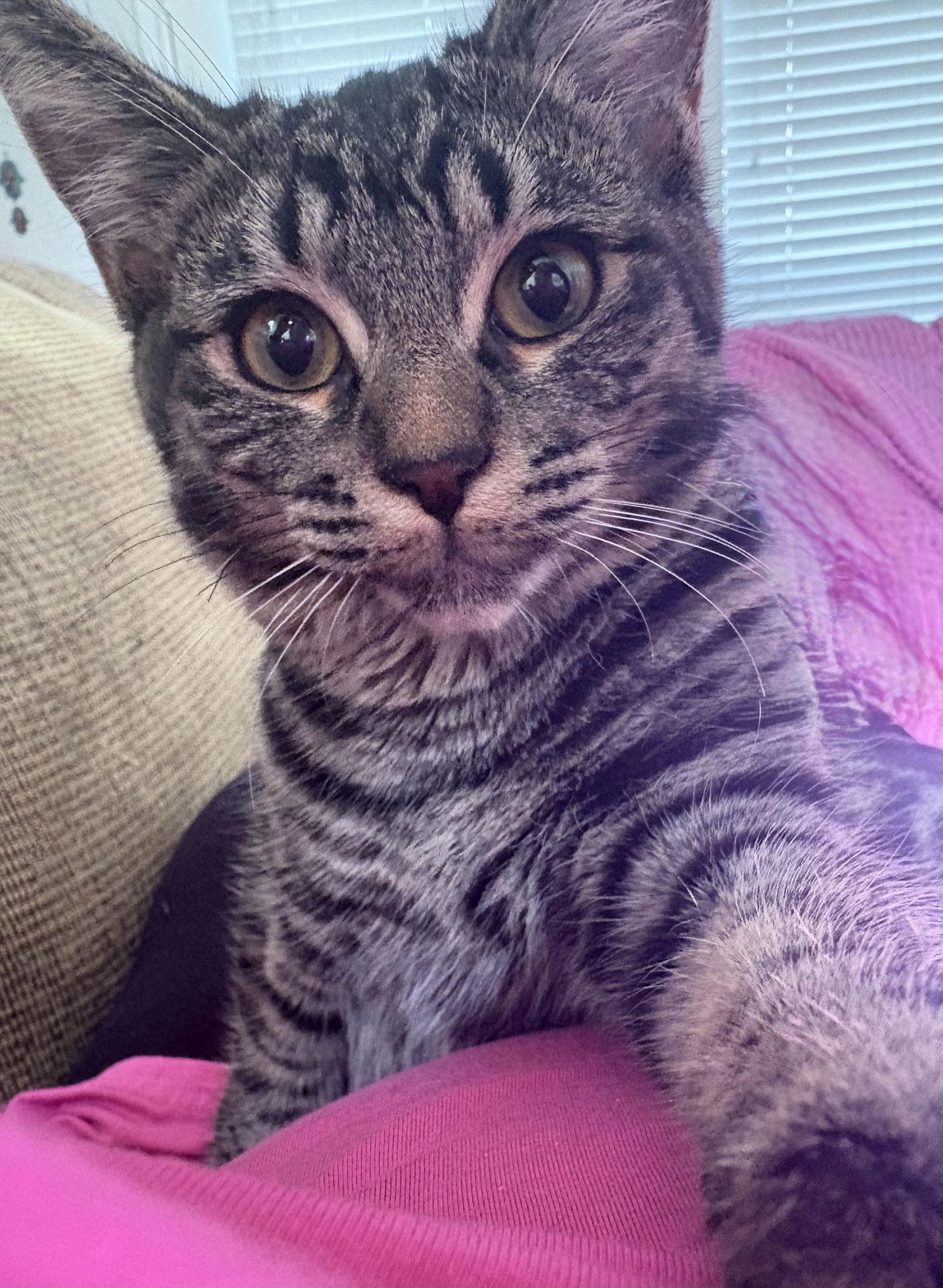 Enlarge Pixie, a Adoptable Domestic Short Hair in McKinney, TX image 2/3